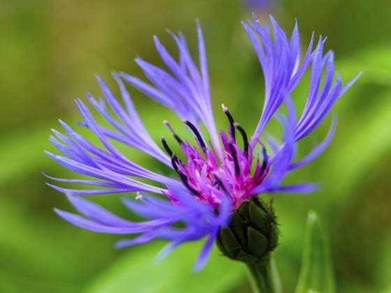 Perennial cornflower (Centaurea montana), Archenkanzel, Berchtesgaden National Park, Schönau am Königssee, Berchtesgadener Land, Upper Bavaria, Bavaria, Germany, Europe *** perennial cornflower Centaurea Montana , Ark pulpit, Berchtesgaden National Park, Schönau on Königssee, Berchtesgadener Country, Upper Bavaria, Bavaria, Germany, Europe Copyright: imageBROKER HerbertxBerger ibxheb10830129.jpg