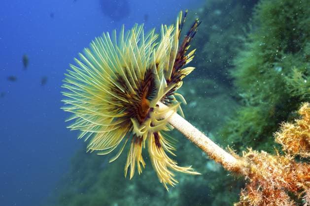 Creative Highlights World A colourful spiral sea spine (Sabella spallanzanii) growing in the blue waters of the ocean. Dive site Cap de Creus Marine Protected Area, Rosas, Costa Brava, Spain, Mediterranean Sea, Europe *** a COLOURFUL Spiral Sea Spine Sabella spallanzanii Growing in The Blue Waters of The Ocean Dive Site Cap de Creus Navy Protected Area, Rosas, Costa Brava, Spain, Mediterranean Sea, Europe Copyright: imageBROKER RolfxvonxRiedmatten ibxrvo10747475.jpg RECORD DATE NOT STATED
