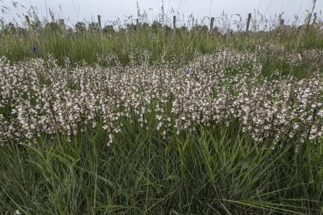 Marsh helleborine (Epipactis palustris), Emsland, Lower Saxony, Germany, Europe *** Marsh helleborine Epipactis palustris , Emsland, Lower Saxony, Germany, Europe Copyright: imageBROKER ErhardxNerger ibxenh10831269.jpg