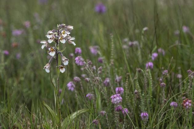 Marsh helleborine (Epipactis palustris), Emsland, Lower Saxony, Germany, Europe *** Marsh helleborine Epipactis palustris , Emsland, Lower Saxony, Germany, Europe Copyright: imageBROKER ErhardxNerger ibxenh10831275.jpg