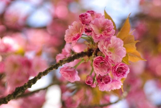 Sakura blooming tree in spring. Shallow DOF ,model released, Symbolfoto; Sakura bluehend Baum in Fruehling seicht DOF ,model released, Symbolfoto ING_33849_06741 RECORD DATE NOT STATED