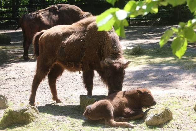 Entertainment Themen der Woche KW26 Entertainment Bilder des Tages Die Wisentkuh Tisnelda steht am Montag (24.06.2024) im Zoo der Hanse- und Universitätsstadt Rostock bei einem Presstermin mit dem am 4. Mai 2024 geborenen Jungtier auf der Anlage. Bislang hatte der junge Bulle noch keinen Namen. Nun wurde im Verlauf des Tages bekanntgegeben, dass der Nachwuchs Waito (re.) heißt. Der Wisent gilt in Europa als das größte Landsäugetier. Dabei können die Tiere eine Schulterhöhe von zwei Meter erreichen und ein Gewicht von ca. zwei Tonnen annehmen. Diese ernähren sich unter anderem von Blättern, Gräsern und Knospen. So reichte das ursprüngliche Verbreitungsgebiet seinerzeit von Spanien über Mitteleuropa bis ins westliche Sibirien. Durch die Zerstörung einzelner Walgebiete und die fortschreitende Besiedlung wurde