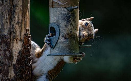 A curious grey squirrel at a bird feeder 24932802 RECORD DATE NOT STATED