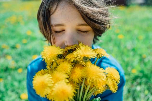 Boy smelling bunch of dandelion flowers model released, Symbolfoto, ANAF02954