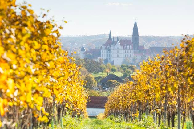 Nordansicht von Albrechtsburg und Dom mit Weinbergen mit gelbem Weinlaub im Herbst, Meißen, Sachsen, Deutschland *** North view of Albrechtsburg Castle and cathedral with vineyards with yellow vine leaves in fall, Meissen, Saxony, Germany