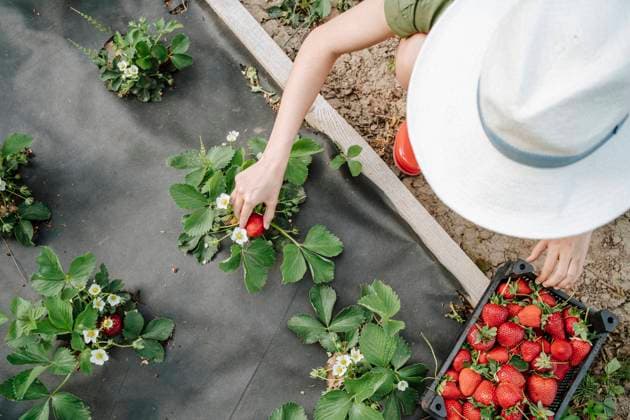 Creative Highlights Symbolbilder Young farmer harvesting strawberries from garden bed model released, Symbolfoto property released, MDOF02276