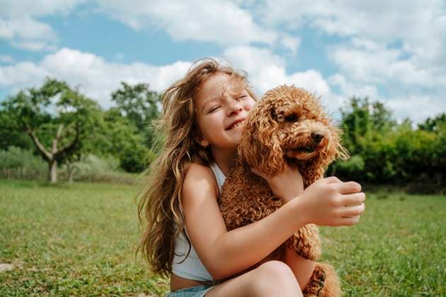Creative Highlights Symbolbilder Girl with Maltipoo dog sitting in farm on sunny day model released, Symbolfoto property released, MDOF02559
