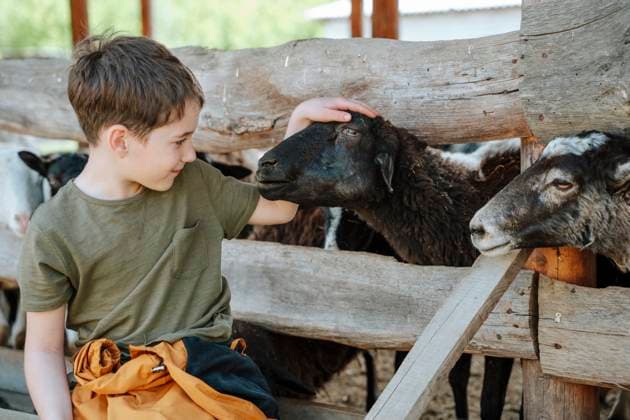 Cute boy petting goats in farm model released, Symbolfoto, NLAF00512