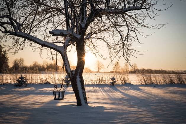 A swing hanging from a tree in a snowy field during sunset Wingham, Ontario, Canada R_ATBL240617-1455738-01