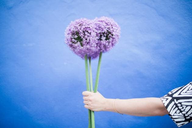 Creative Highlights Symbolbilder arm holding three purple Alliums Boston, Massachusetts, United States R_QCYJ24062031-1451781-01