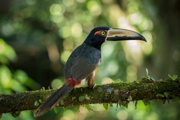 Toucan, Sarapiqui, Costa Rica, Central America Copyright: BenxPipe 848-2922