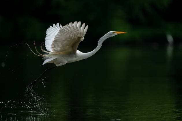 Creative Highlights World Wildlife At The Oxbow Nature Conservancy A great egret is hunting for fish just after sunrise at the Oxbow Nature Conservancy in Lawrenceburg, Indiana, on June 26, 2024 Lawrenceburg, IN United States  Copyright: xJasonxWhitmanx originalFilename: whitman-wildlife240626_np6en.jpg