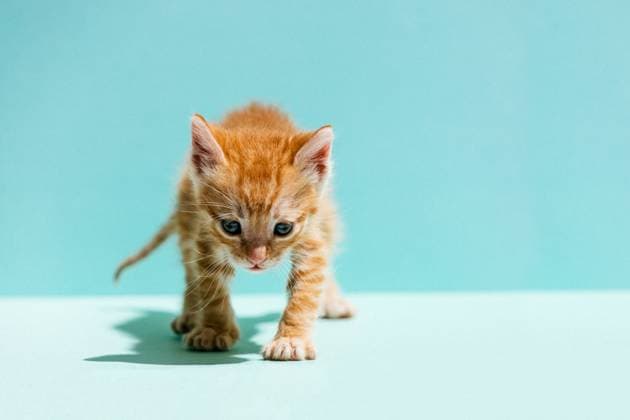 This adorable image captures a tiny orange kitten with striking blue eyes, cautiously stepping on a soft turquoise-colored surface. Model Released SergioVictorVega_ID22269_650935_003 Copyright: xSergioxVictorxVegax RECORD DATE NOT STATED