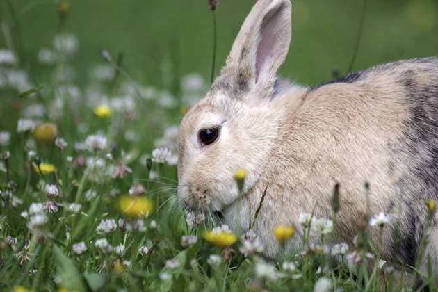 Rabbit (Oryctolagus cuniculus domestica), meadow, clover, Easter, close-up of a rabbit in the middle of a meadow with flowering clover *** Rabbit Oryctolagus cuniculus domestica , meadow, clover, Easter, Close up of a Rabbit in The Middle of a Meadow With flowering Clover Copyright: imageBROKER AnjaxUhlemeyer-Wrona ibxuhl10851747.jpg RECORD DATE NOT STATED