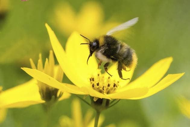Early bumblebee (Bombus pratorum) flying over a yellow flower surrounded by a blurred green background, Hesse, Germany, Europe *** Early Bumblebee Bombus pratorum Flying Over a Yellow Flower surrounded by a blurred Green background, Hesse, Germany, Europe Copyright: imageBROKER WilfriedxMartin ibxwma10826774.jpg