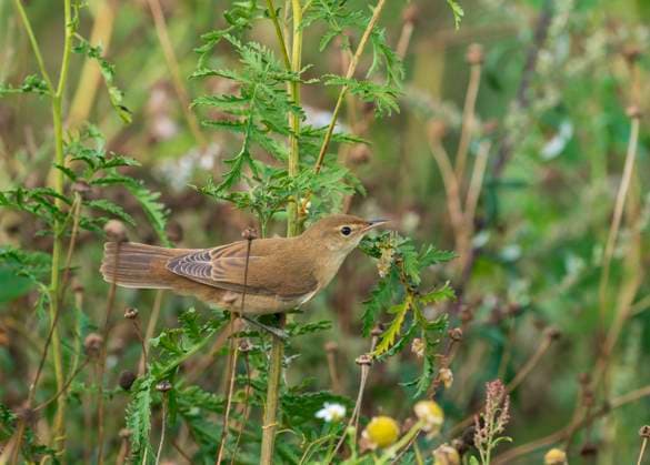 Teichrohrsaenger, Teich-Rohrsaenger (Acrocephalus scirpaceus), Jungvogel sitzt auf einem Pflanzenstaengel, Seitenansicht, Niederlande, Limburg reed warbler (Acrocephalus scirpaceus), young bird perching on a plant stem, side view, Netherlands, Limburg BLWS711533 *** Pond pipe seeders, Pond Rohrsaenger Acrocephalus scirpaceus , Young bird sits at a Plant stems, Side view, Netherlands, Limburg Reed Warbler Acrocephalus scirpaceus , Young Bird perching ON a plant stem, Side view, Netherlands, Limburg BLWS711533 Copyright: xblickwinkel AGAMI R.xScholsx
