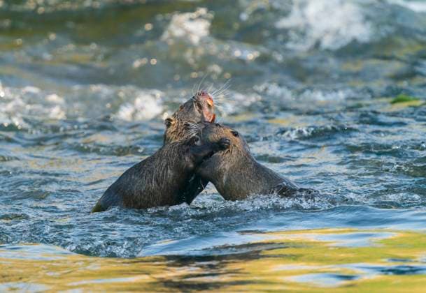 Sumpfbiber, Sumpf-Biber, Biberratte, Biber-Ratte, Nutria, Schweifbiber, Schweifratte, Wasserratte, Coypu (Myocastor coypus), zwei Nutrias kaempfen im Fluss, Seitenansicht, Frankreich, Crielle sur Mer coypu, nutria (Myocastor coypus), two nutrias fighting in the river, side view, France, Crielle sur Mer BLWS711530 *** Swamp beaver, Swamp Beaver, Beaver rat, Beaver Rat, Nutria, Tail beaver, Tail rat, Water rat, Coypu Myocastor coypus , Two Nutrias fight at River, Side view, France, Crielle sur mer coypu, Nutria Myocastor coypus , Two Nutrias Fighting in The river, Side view, France, Crielle sur mer BLWS711530 Copyright: xblickwinkel AGAMI R.xScholsx