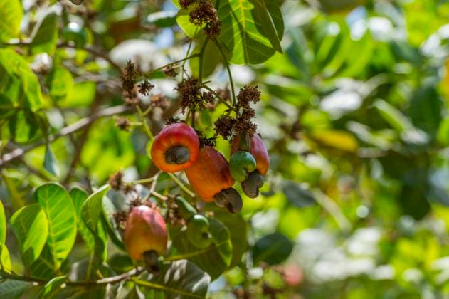Cashew tree with fruits and nuts at at Makasutu Cutlure Forest in The Gambia. Cashew tree with fruits and nuts at at Makasutu Cutlure Forest in The Gambia.,  Copyright: xWolfgangxKaehlerx xAvalonx 0564293426