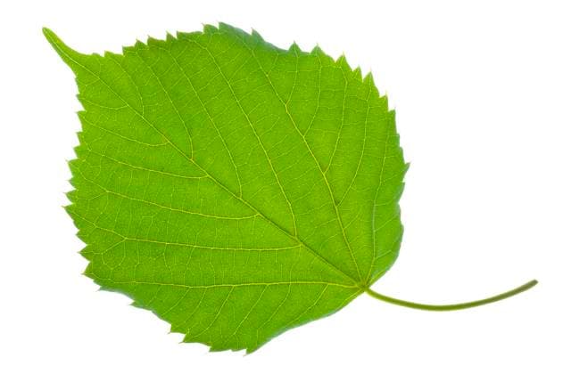Lindenblatt Ein Lindneblatt im Detail mit den Blattadern isoliert über weißem Hintergrund *** Linden leaf A linden leaf in detail with the leaf veins isolated over a white background