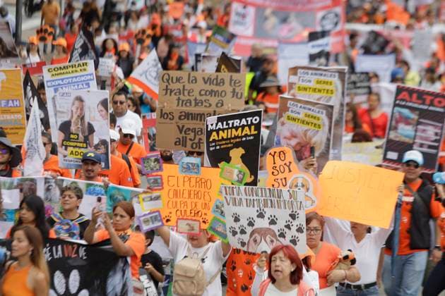 Organizations March In Favor Of Animals In Mexico City Members of various organizations in favor of animal rights are holding a protest under the rain at the Angel of Independence in the Zocalo of Mexico City, expressing their repudiation of mistreatment and cruelty towards animals. Mexico City Mexico City Mexico  Copyright: xGerardoxVieyrax originalFilename: vieyra-notitle240630_npQYB.jpg