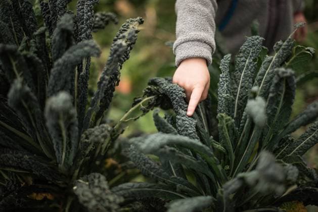 Child pointing at dark green leafy kale plant in a garden Wingham, Ontario, Canada CR_ATBL240617-1455712-01 ,model released, Symbolfoto