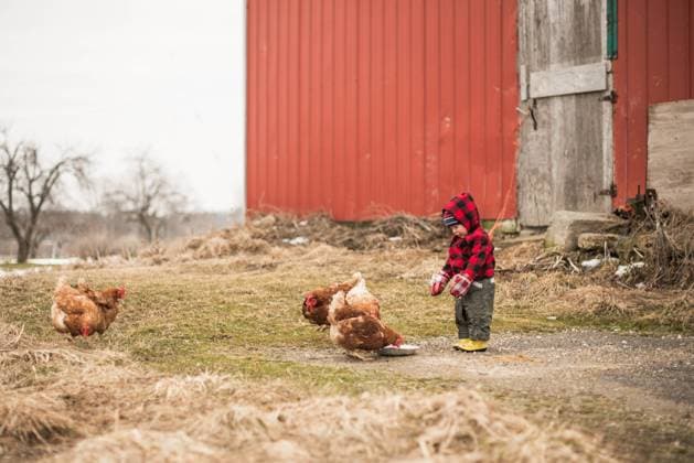 Toddler boy in red plaid jacket feeding chickens near a red barn Wingham, Ontario, Canada CR_ATBL240617F0-1449741-01 ,model released, Symbolfoto