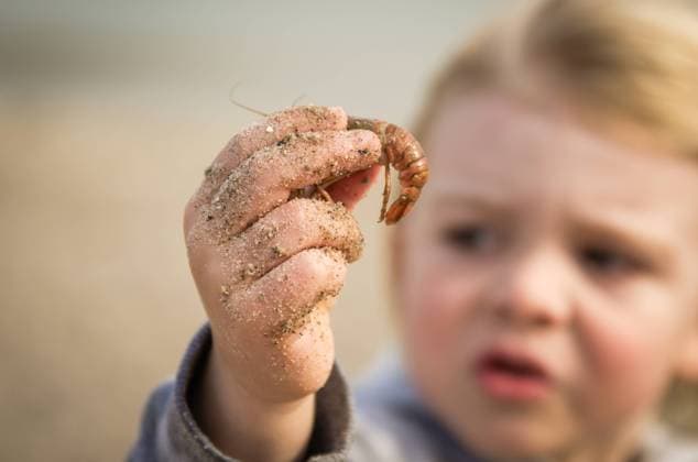 Creative Highlights Symbolbilder Child holding a small crayfish with a sandy hand, close-up Point Clark, Ontario, Canada R_ATBL240617BB-1452264-01 ,model released, Symbolfoto