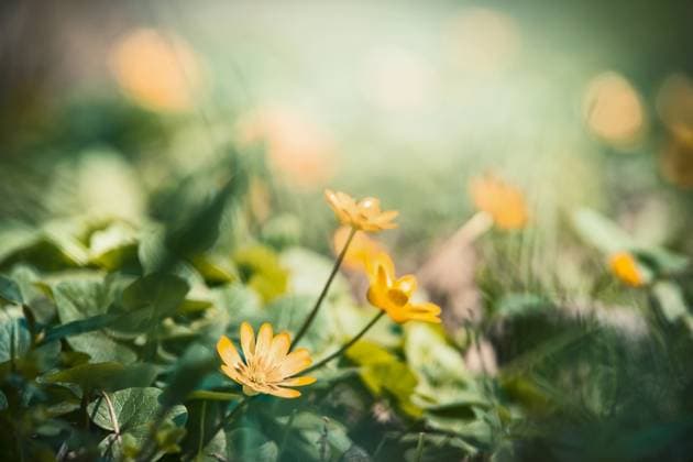 Outdoor nature background with pretty yellow flowers, floral border ,model released, Symbolfoto