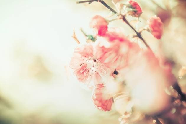 Lovely pink pale blossom at sunny day background, outdoor nature, floral border ,model released, Symbolfoto