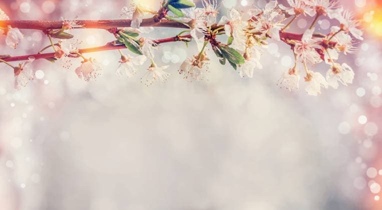 Sunny spring nature background with cherry blossom and bokeh ,model released, Symbolfoto