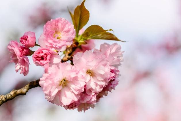Pink Sakura Cherry Tree Flowers Blossom In Spring ,model released, Symbolfoto