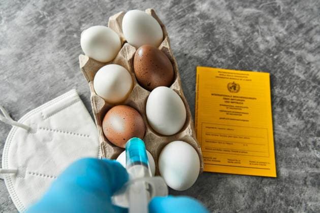 Augsburg, Bavaria, Germany - July 2, 2024: Symbolic image of mRNA vaccination against the avian influenza H5N1 virus (influenza type A). A doctor wearing protective gloves injects a syringe with a dose into an egg *** Symbolbild mRNA Impfung gegen das Vogelgrippe H5N1 Virus (Influenza Typ A). Ein Arzt mit Schutzhandschuhen injiziert eine Spritze mit einer Dosis in ein Ei