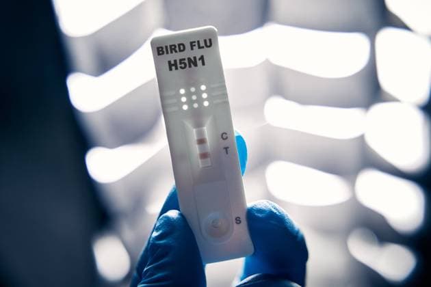 Germany - 02 July 2024: Bird FLU HN51 test, or test cassette in a laboratory. Test for bird flu virus - influenza A virus. PHOTOMONTAGE *** Bird FLU HN51 Test, bzw. Testkassette in einem Labor. Test auf Vogelgrippe-Virus - Influenza-A-Virus. FOTOMONTAGE