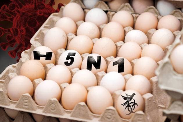 Germany - 02 July 2024: Chicken eggs, or chicken eggs from birds, next to virus and label: H5N1. Symbolizes infection through food such as eggs and milk by the bird flu virus. PHOTOMONTAGE *** Eier vom Huhn, bzw. Hühnereier vom Vogel, neben Viren und Aufschrift: H5N1. Symbolisiert Infektion durch Lebensmittel wie Eier und Milch durch das Vogelgrippevirus. FOTOMONTAGE
