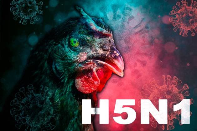 Germany - 02 July 2024: A chicken or bird surrounded by H5N1 virus particles, illustrating the threat and spread of bird flu. The illustration emphasizes the danger of virus transmission and the need for protective measures. PHOTOMONTAGE *** Ein Huhn, bzw. Vogel welcher von H5N1-Virus-Partikeln umgeben ist, was die Bedrohung und Ausbreitung durch die Vogelgrippe verdeutlicht. Die Darstellung hebt die Gefahr der Virus-Übertragung und die Notwendigkeit von Schutzmaßnahmen hervor. FOTOMONTAGE