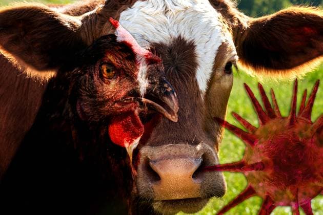 Germany - 02 July 2024: Face of a chicken and a cow or bovine connected by the eyes. Concept for the transmission and spread of avian influenza, H5N1 virus, or influenza A virus from animal to animal. PHOTOMONTAGE *** Gesicht von einem Huhn und einer Kuh bzw. einem Rind miteinander verbunden über die Augen. Konzept zur Übertragung und Ausbreitung der Vogelgrippe, H5N1 Virus, bzw. Influenza-A-Virus von Tier zu Tier. FOTOMONTAGE
