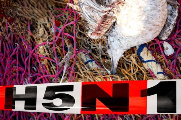 Toter bzw. verseuchter Vogel in einem Netz vor einem Absperrband der Gesundheitsbehörde, bzw. Seuchenschutz mit Aufschrift: H5N1. Symbolisiert Ausbruch und Ausbreitung einer Krankheit bei Tieren. FOTOMONTAGE