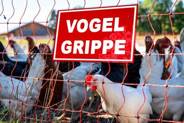 Germany - 02 July 2024: Warning about the H5N1 bird flu virus on a sign in front of a barn full of chickens. Protection against spread and quarantine for animals in egg and milk production. PHOTOMONTAGE *** Warnung vor der Vogelgrippe Virus H5N1 auf einem Schild vor einem Stall voll Hühnern. Schutz vor Ausbreitung und Quarantäne für Tiere in der Eier und Milchproduktion. FOTOMONTAGE