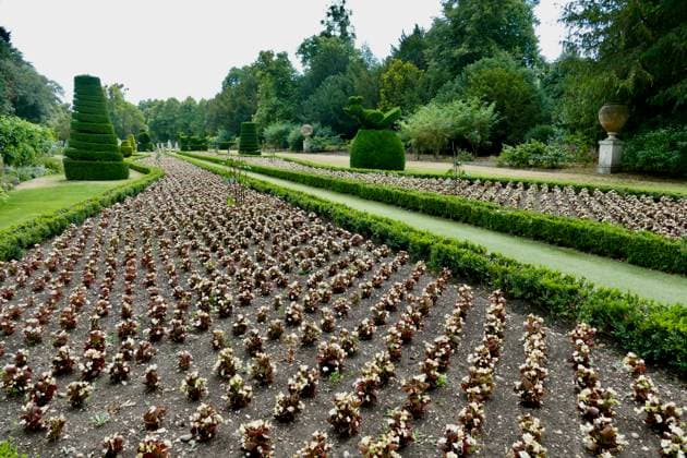 The effects of the heatvwave at Cliveden House and grounds National Trust gardeners tend to the 1000™s of Wax Begonia bedding plants in The Long Garden after the heatwave, which has left the beds dry. The normally lush green grounds and well kept gardens and lawns of the historic Cliveden House appear like a baron landscape after the recent hot spell which saw unprecedented temperatures in the UK leaving grass parched and plants dehydrated and bedding plants in need of a drink.,  Copyright: xGeoffreyxSwainex xAvalonx 0708631783