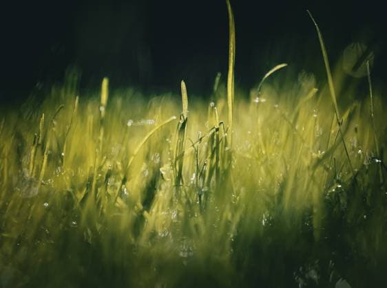 In der Wiese nach einem Sommerregen *** in the Meadow to a Summer rain 1047100318