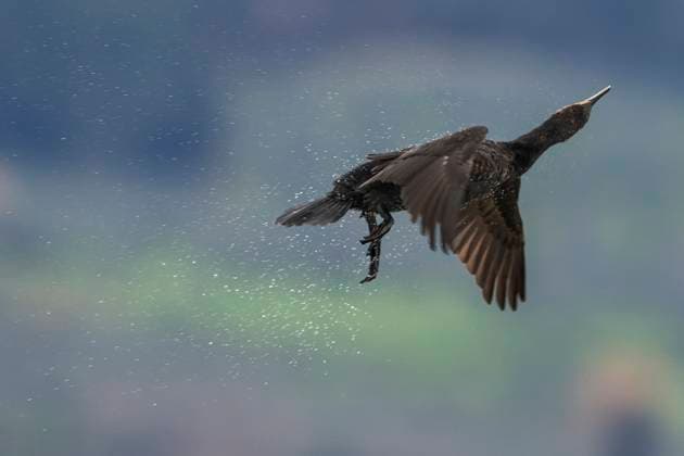 Creative Highlights World Chinesischer Kormoran (Phalacrocorax carbo sinensis, Phalacrocorax sinensis), schuettelt sich im Flug, Seitenansicht, Italien, Toskana Chinese great cormorant (Phalacrocorax carbo sinensis, Phalacrocorax sinensis), shaking in flight, side view, Italy, Tuscany BLWS712215 *** Chinese Cormorant Phalacrocorax Carbo sinensis, Phalacrocorax sinensis , shakes itself at Flight, Side view, Italy, Tuscany Chinese Great Cormorant Phalacrocorax Carbo sinensis, Phalacrocorax sinensis , Shaking in flight, Side view, Italy, Tuscany BLWS712215 Copyright: xblickwinkel AGAMI D.xOcchiatox