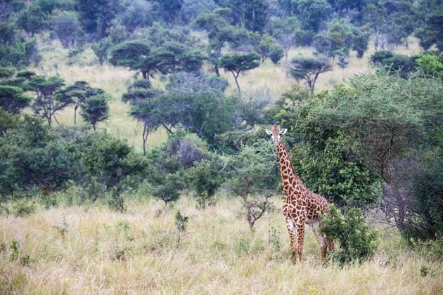 Creative Highlights World Maasai giraffe (Giraffa camelopardalis tippelskirchi) in bush Akagera National Park, Rwanda, Africa *** Maasai Giraffe Giraffa camelopardalis tippelskirchi in Bush Akagera National Park, Rwanda, Africa Copyright: imageBROKER EricxBaccega iblecb10865620.jpg