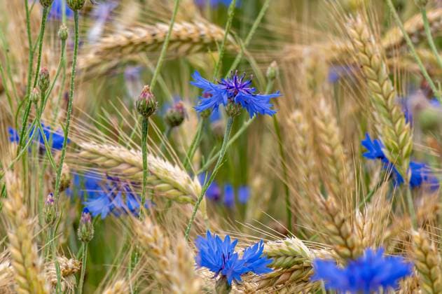 Blaue Kornblumen (Centaurea cyanus) in einem Getreidefeld, Bayern, Deutschland, Europa Blaue Kornblumen (Centaurea cyanus) in einem Getreidefeld, Bayern, Deutschland, Europa *** Blue cornflowers Centaurea cyanus in a cereal field, Bavaria, Germany, Europe Blue cornflowers Centaurea cyanus in a cereal field, Bavaria, Germany, Europe