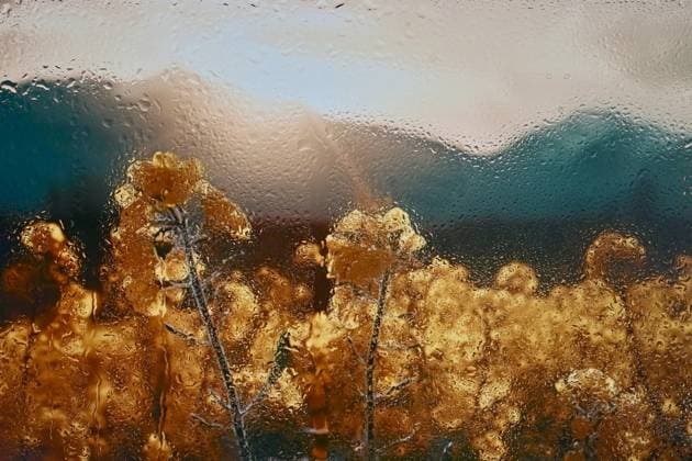 Abstract Yellow Rapeseed Field Behind Glass Window With Rain Drops ,model released, Symbolfoto