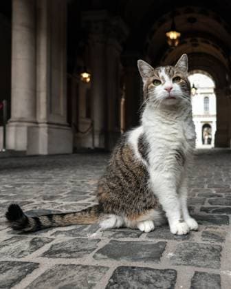 News Themen der Woche KW27 News Bilder des Tages . 06 07 2024. London, United Kingdom. Kier Starmer s First Cabinet Meeting. Larry the cat waits for ministers to attend new Prime Minister Kier Starmer,s first Cabinet Meeting, Downing Street.  xMartynxWheatleyx xi-Imagesx IIM-25355-0048
