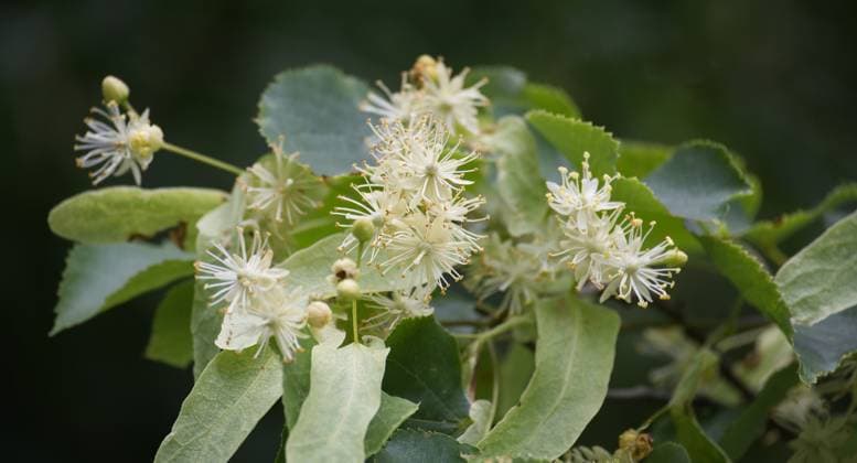 Blooming lime or linden tree with soft white flowers and green leaves Blooming lime or linden tree, featuring a branch adorned with numerous soft white flowers and green leaves Copyright: xZoonar.com NerijusxLiobex 21791305