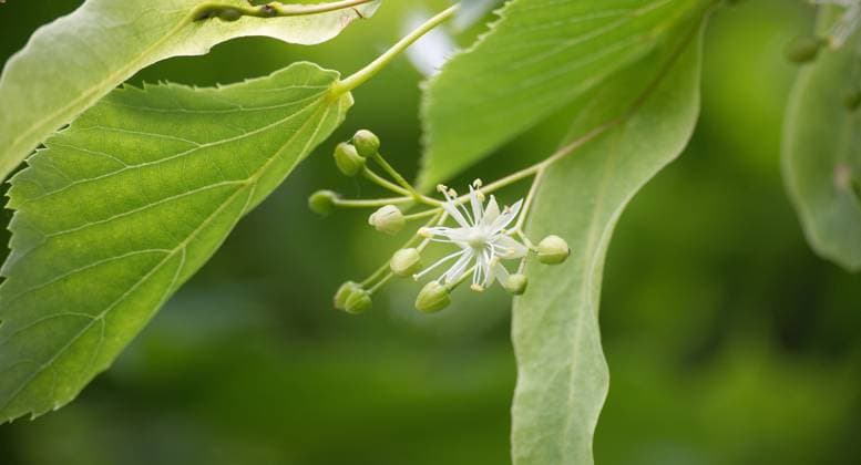 Blooming lime or linden tree with soft white flowers and green leaves Blooming lime or linden tree, featuring a branch adorned with numerous soft white flowers and green leaves Copyright: xZoonar.com NerijusxLiobex 21791307
