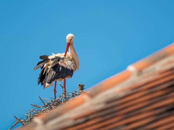White storks with young baby stork on the nest White storks with young baby stork on the nest Copyright: xZoonar.com EwaldxFrx 21807085