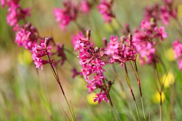Viscaria vulgaris Flowers Pink Viscaria vulgaris, Sticky catchfly flowers blossoming on the side of a rural road on a day of June in South of Finland. Shallow depth of field. Copyright: xZoonar.com TAINAxSOHLMANx 21884976