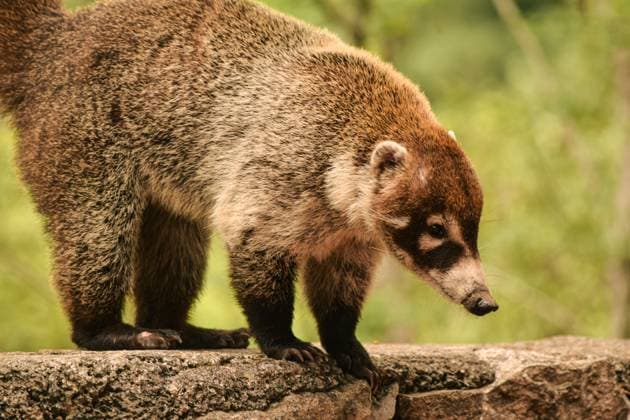 Coati wildlife in the Mexican rainforest on a stone Monterrey, Nuevo Leon, Mexico R_MOHY240709FB-1473175-01